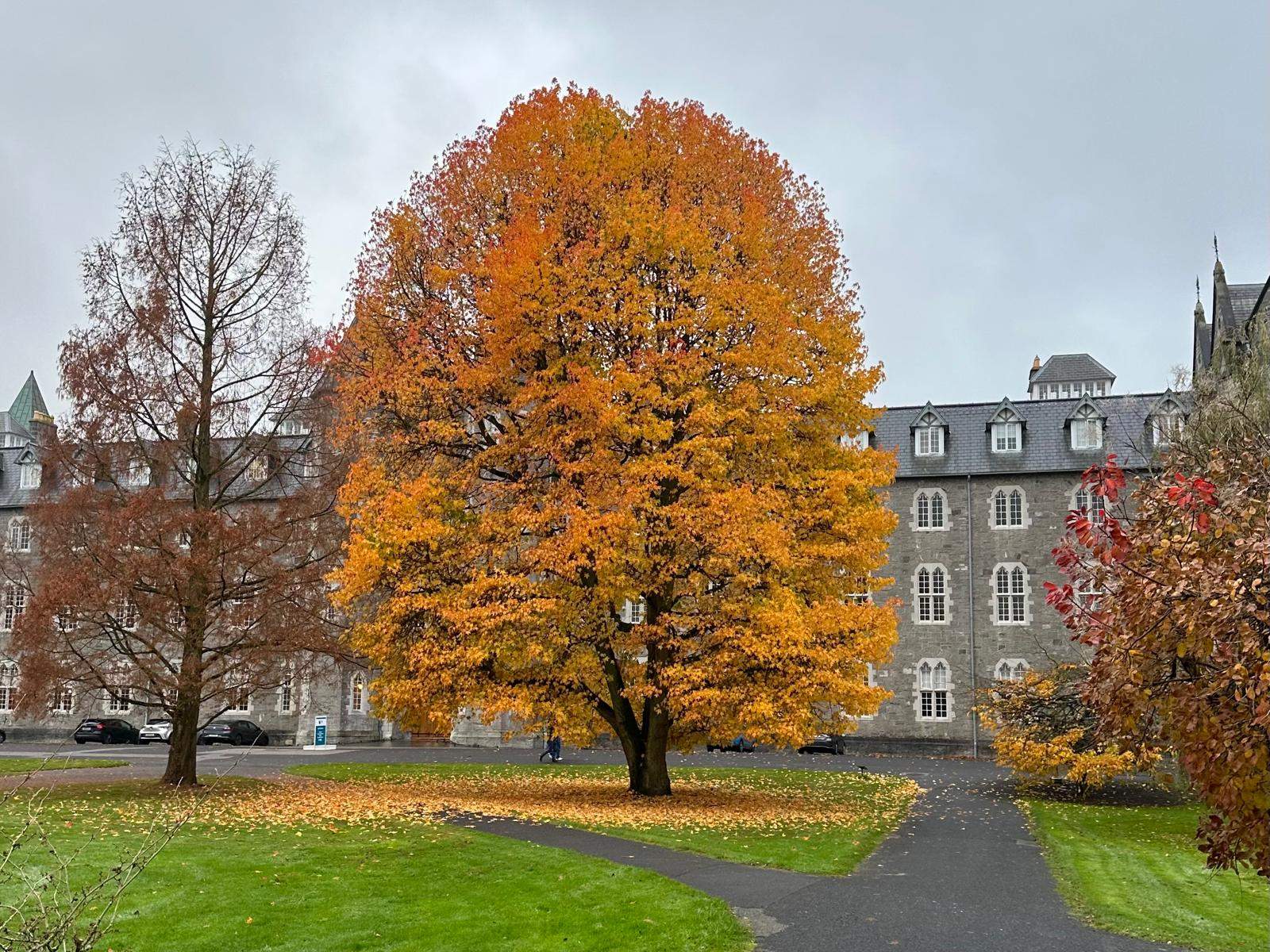 A tree in bright orange autumn leaves on the lawn of St Joseph's Square, Maynooth, in front of a long grey stone college building with dormer windows